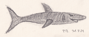 Requin (Jul 31, 2024)